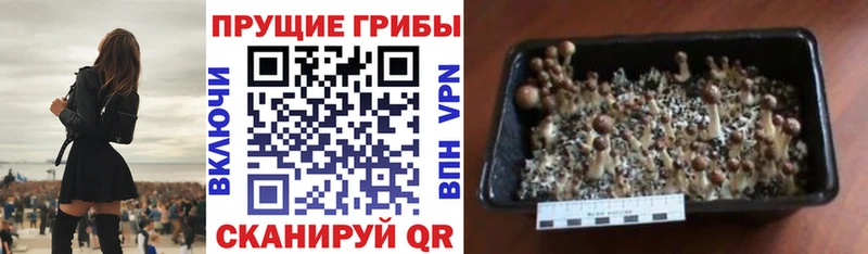 наркотики  это как зайти  Галлюциногенные грибы Psilocybine cubensis  Полысаево 